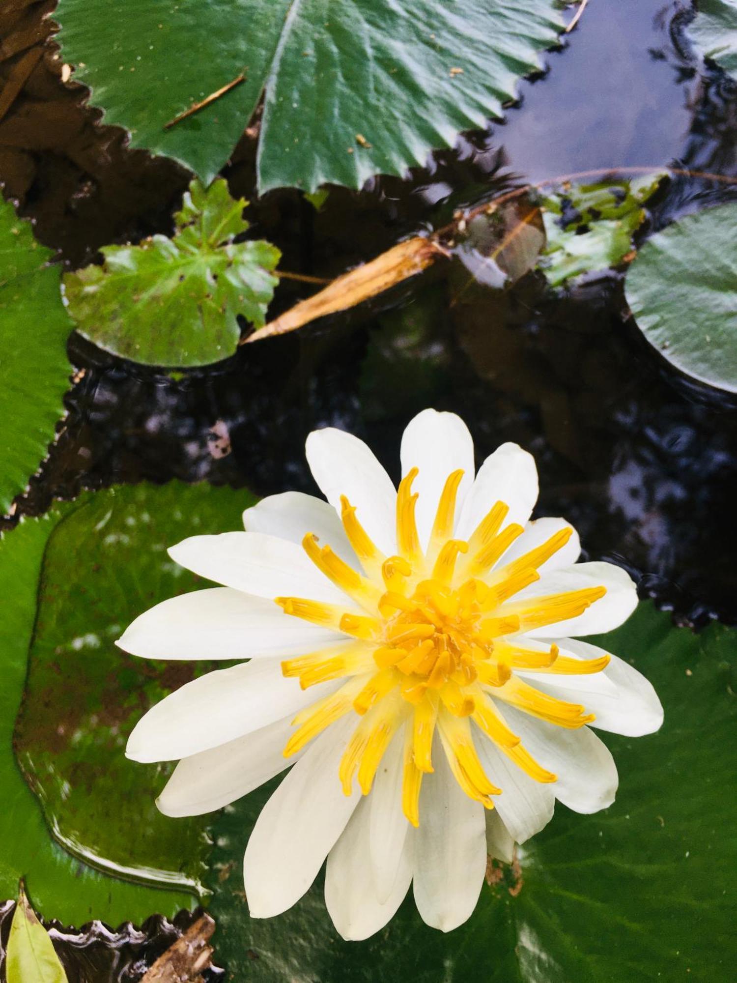 Paradise Eco Garden Kitulgala Εξωτερικό φωτογραφία