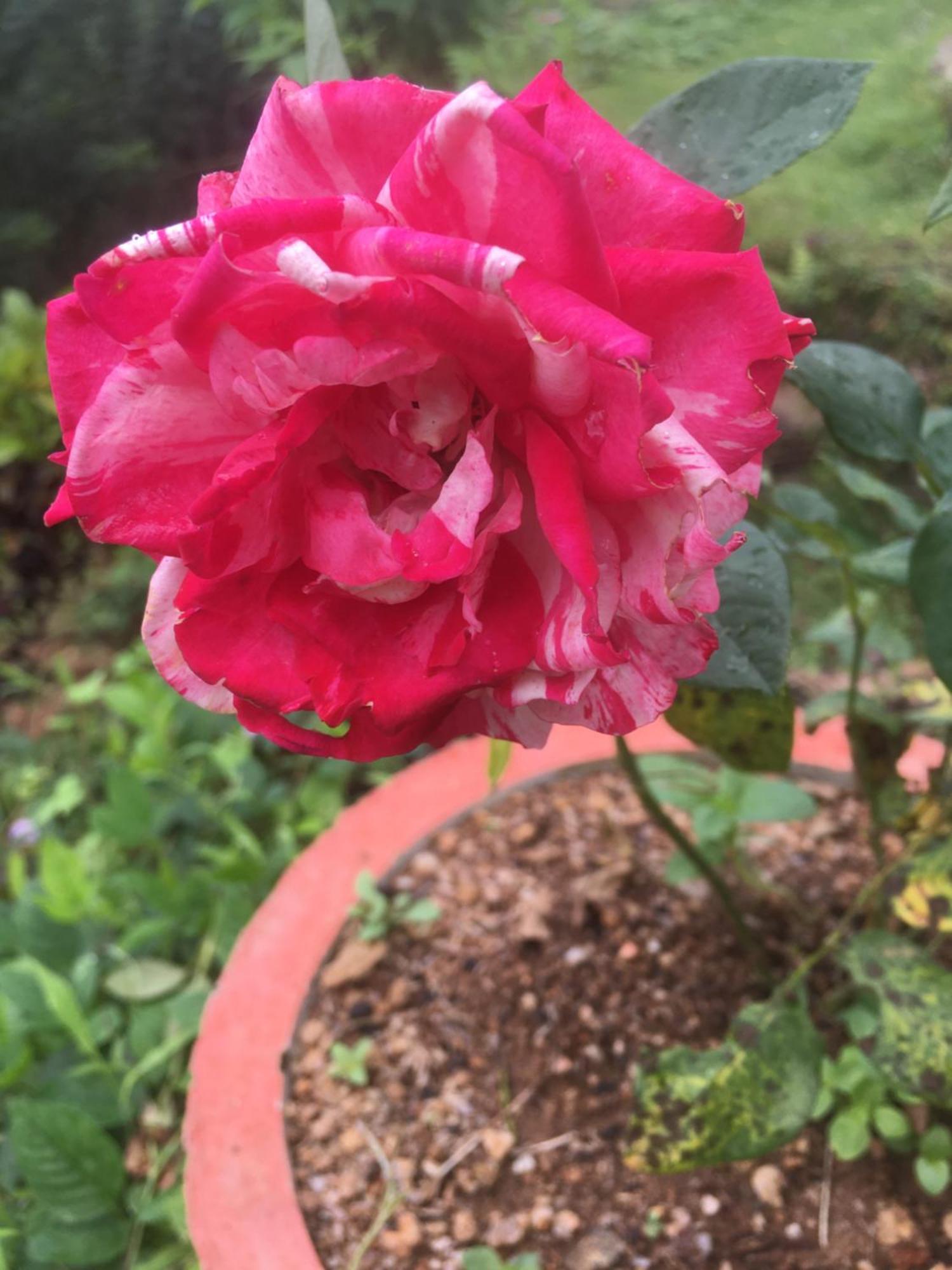 Paradise Eco Garden Kitulgala Εξωτερικό φωτογραφία
