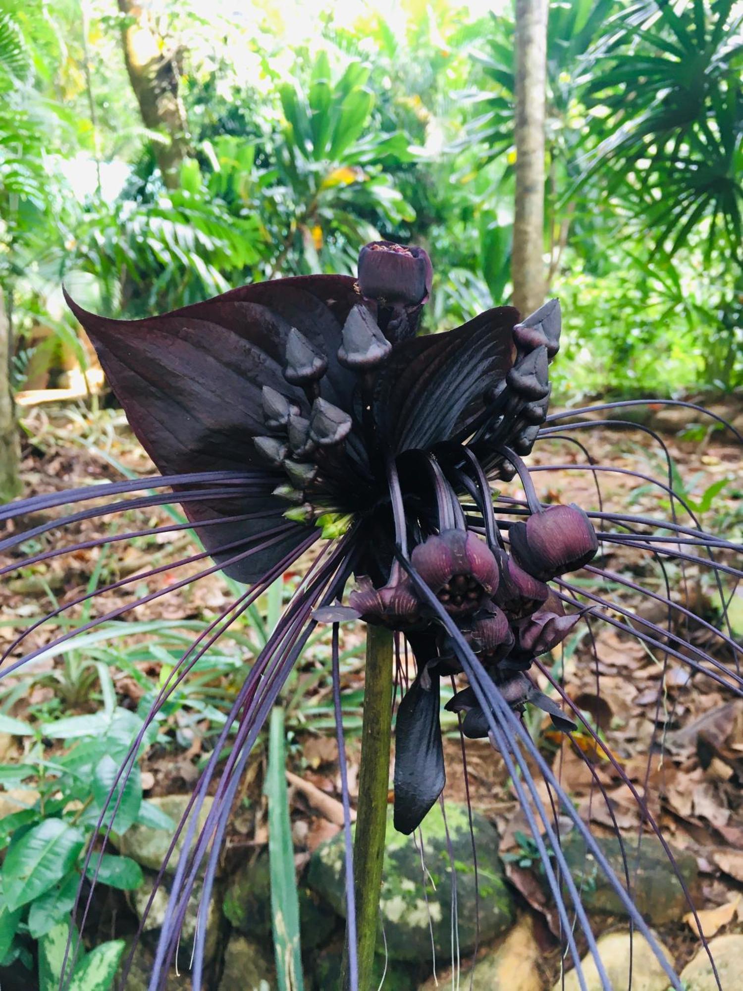 Paradise Eco Garden Kitulgala Εξωτερικό φωτογραφία