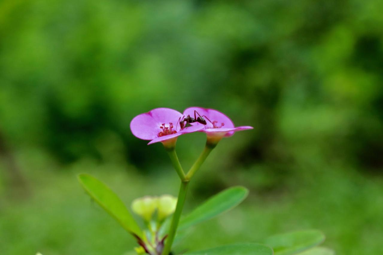 Paradise Eco Garden Kitulgala Εξωτερικό φωτογραφία