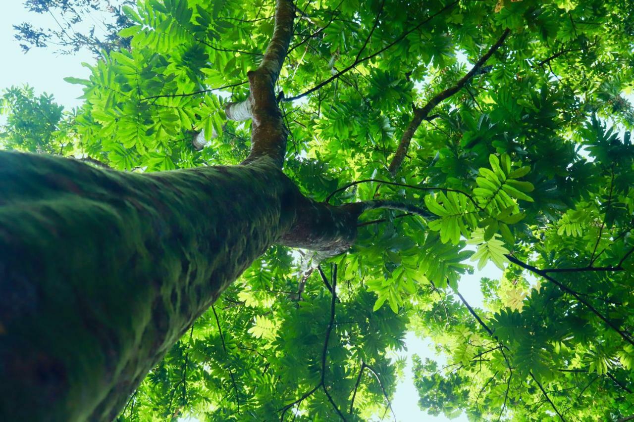 Paradise Eco Garden Kitulgala Εξωτερικό φωτογραφία