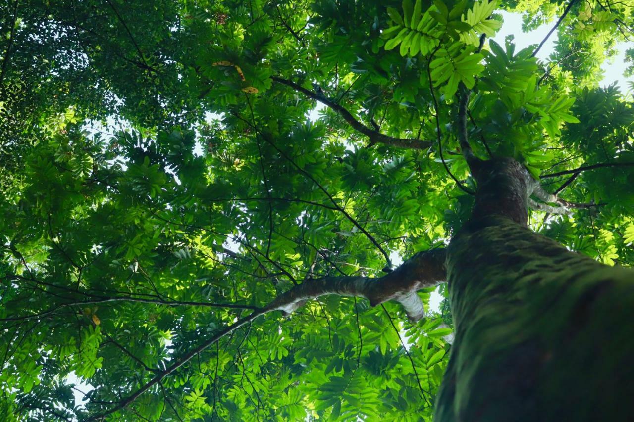 Paradise Eco Garden Kitulgala Εξωτερικό φωτογραφία